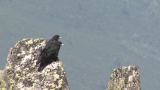 Video of Yellow-billed Chough - Yellow-billed Chough fly in the sky in Bulgarian mountains